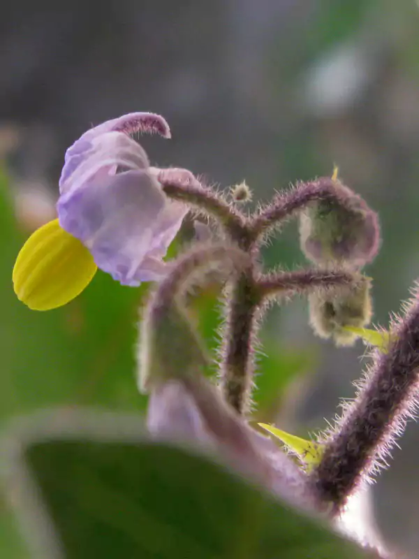 Solanum violaceum