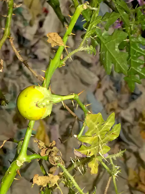 Solanum virginianum