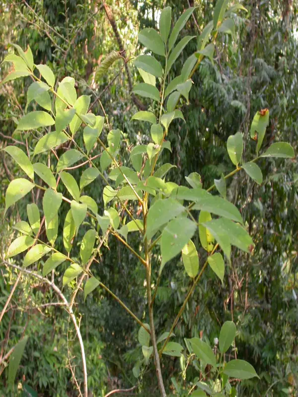 Spondias pinnata