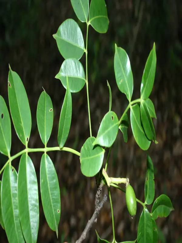 Spondias pinnata