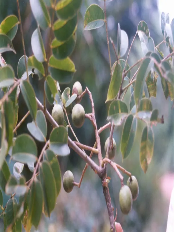 Spondias pinnata