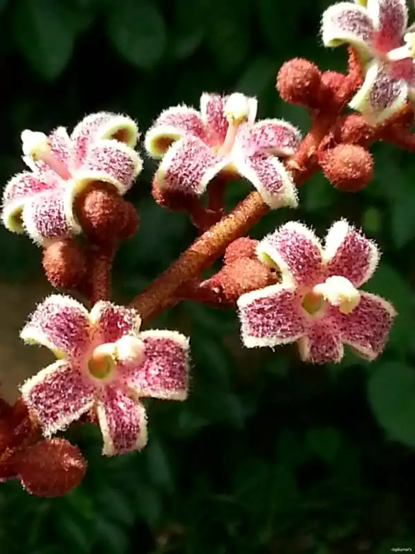 Sterculia guttata