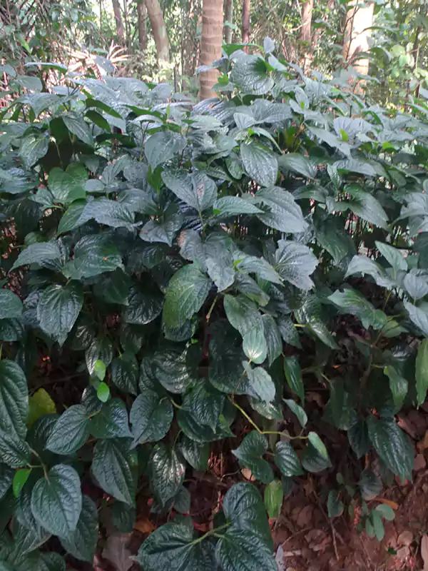 Strobilanthes ciliata