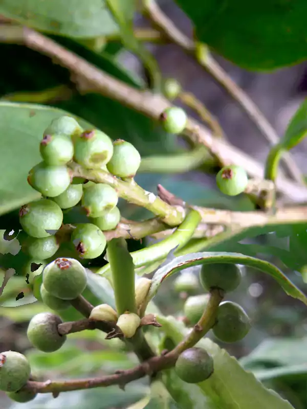 Symplocos cochinchinensis