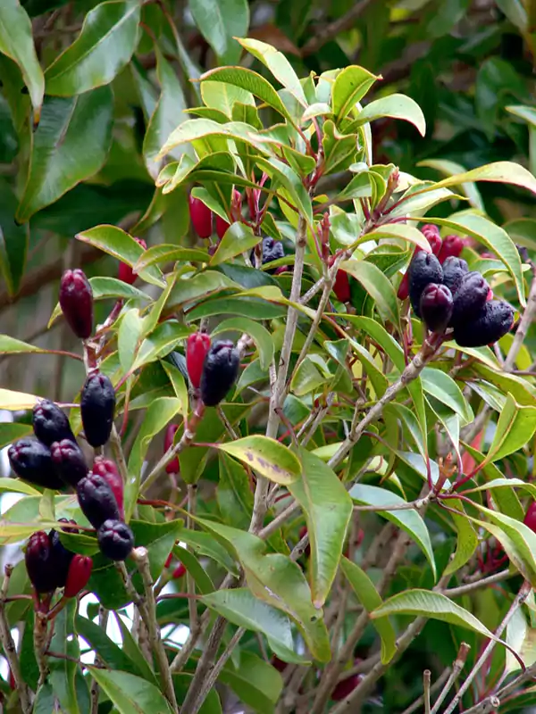 Syzygium aromaticum