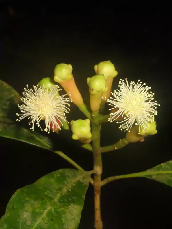 Syzygium aromaticum