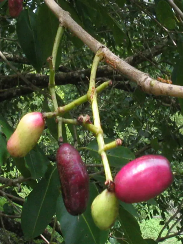 Syzygium cumini