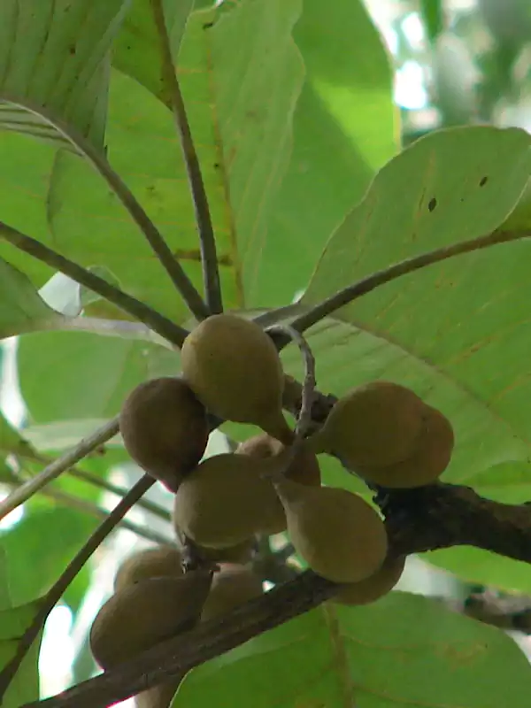 Terminalia bellirica