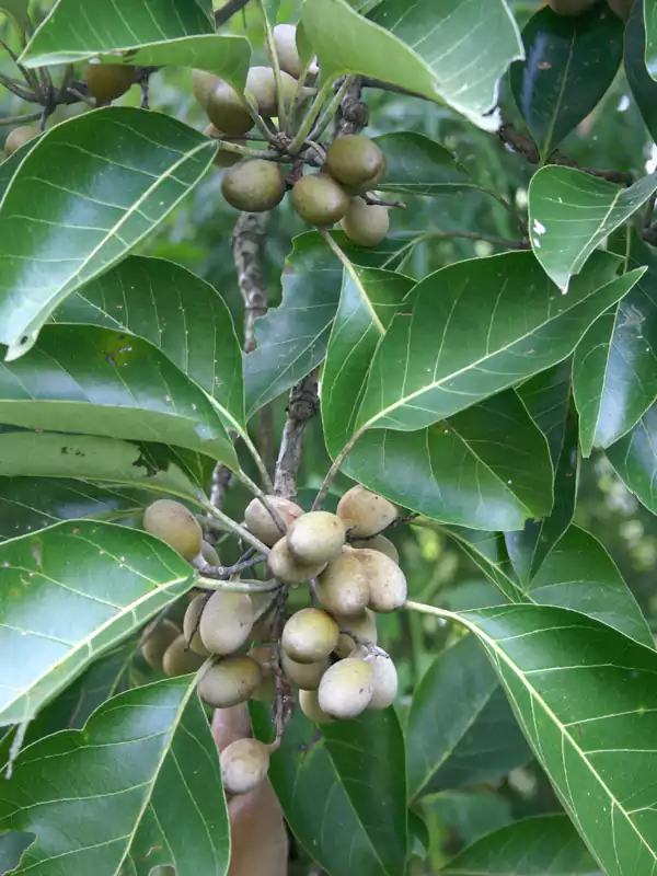 Terminalia bellirica