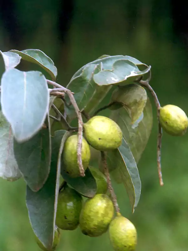 Terminalia chebula