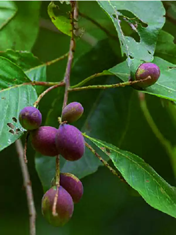 Terminalia chebula