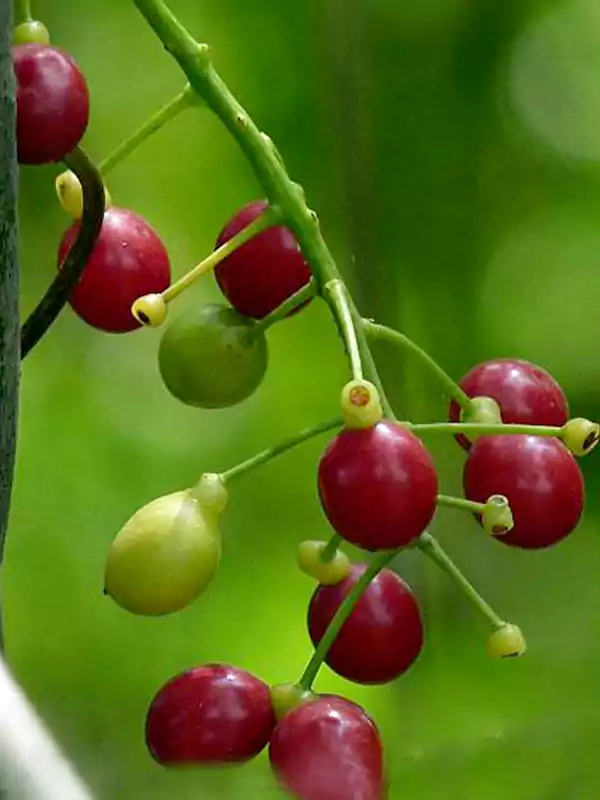 Tinospora cordifolia