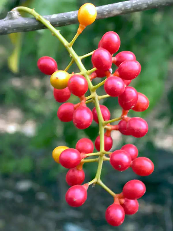 Tinospora cordifolia