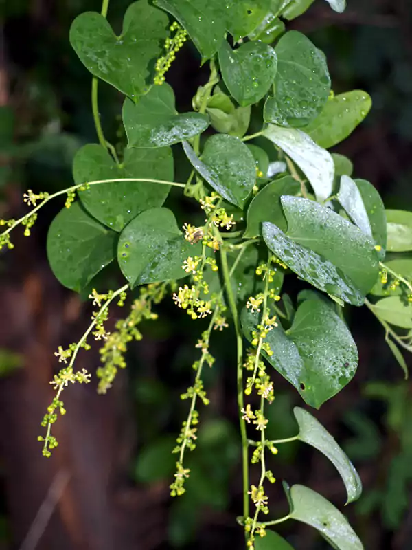 Tinospora sinensis