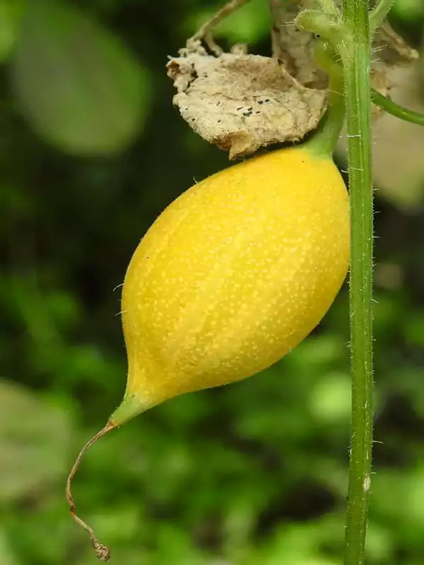 Trichosanthes cucumerina