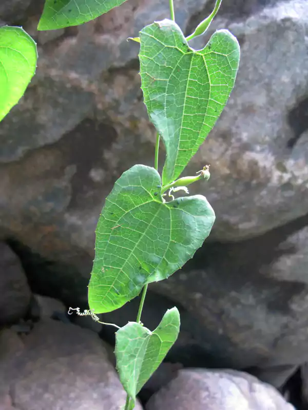 Trichosanthes nervifolia