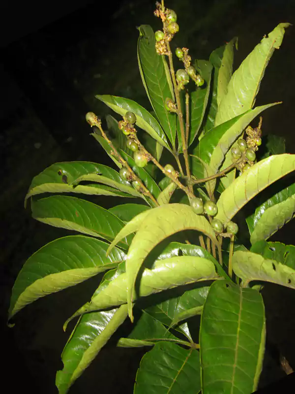 Vitex altissima