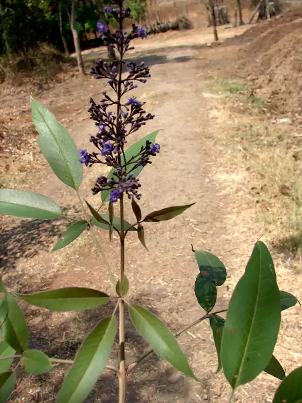 Vitex negundo