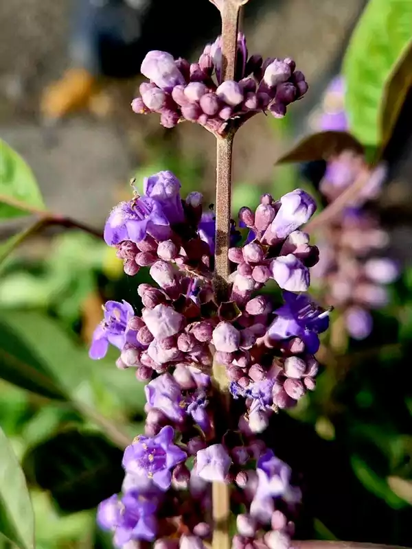 Vitex negundo