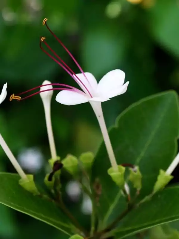 Volkameria inermis