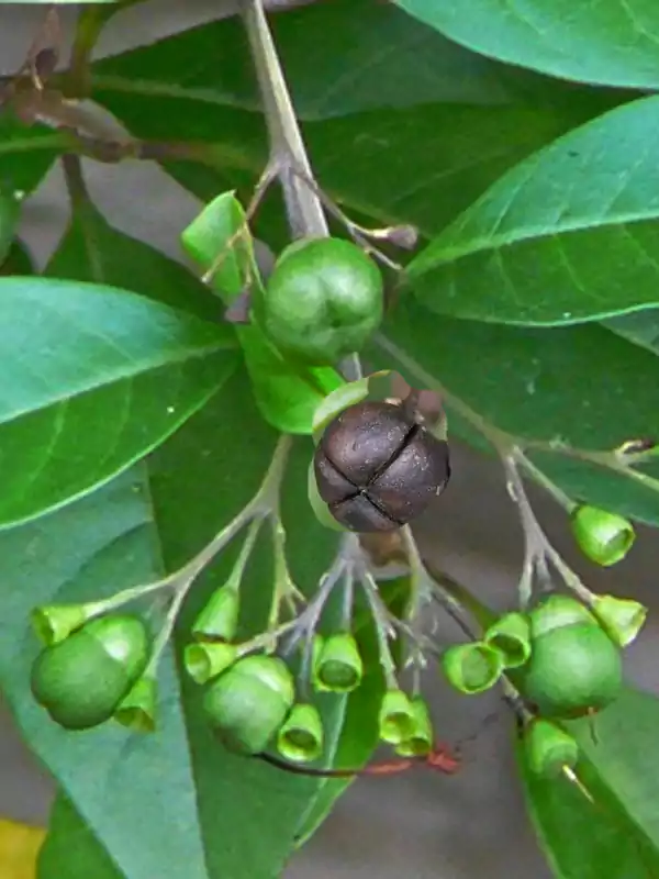 Volkameria inermis