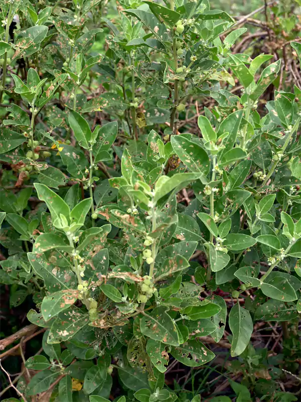 Withania somnifera