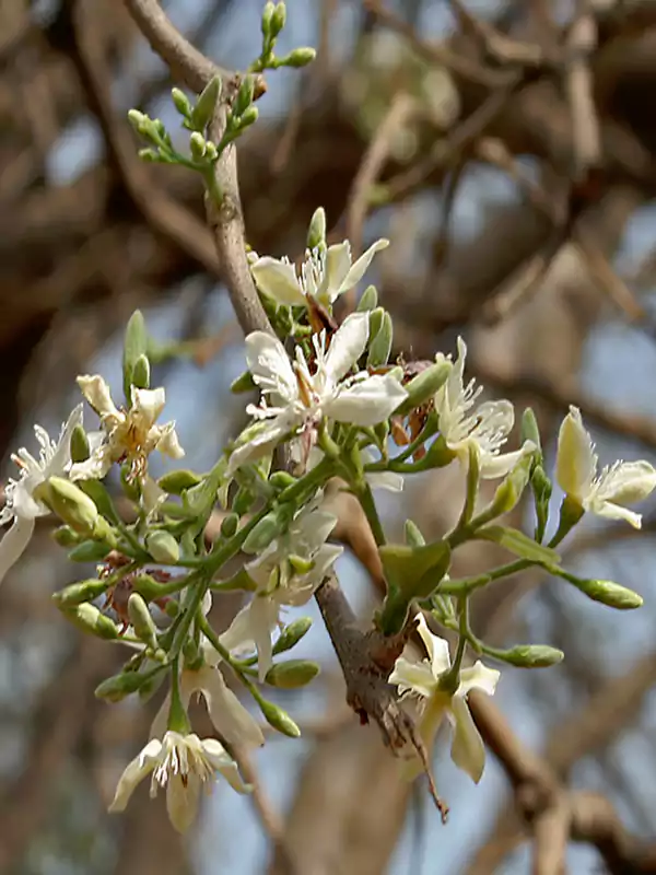 Wrightia tinctoria