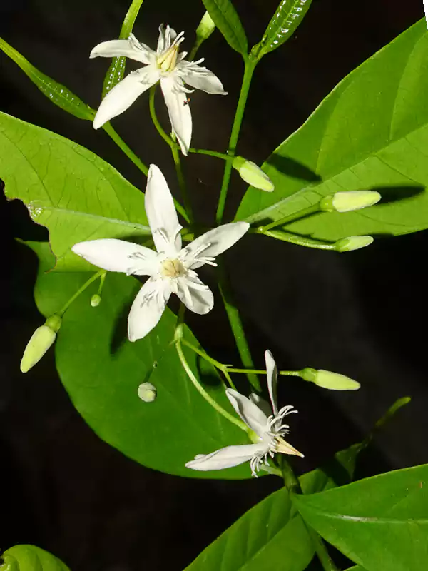 Wrightia tinctoria