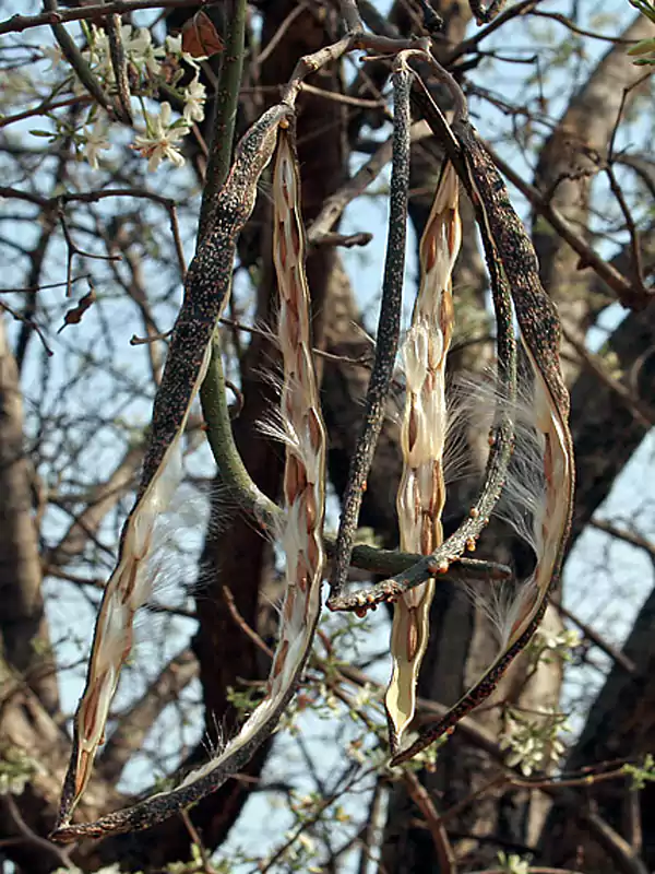 Wrightia tinctoria