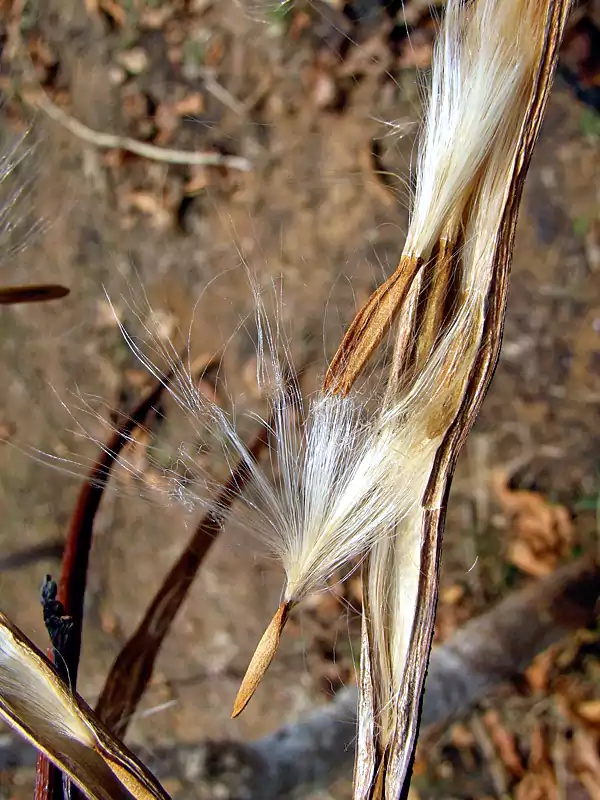 Wrightia tinctoria