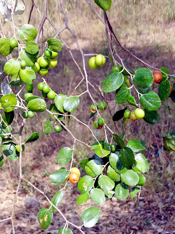 Ziziphus jujuba