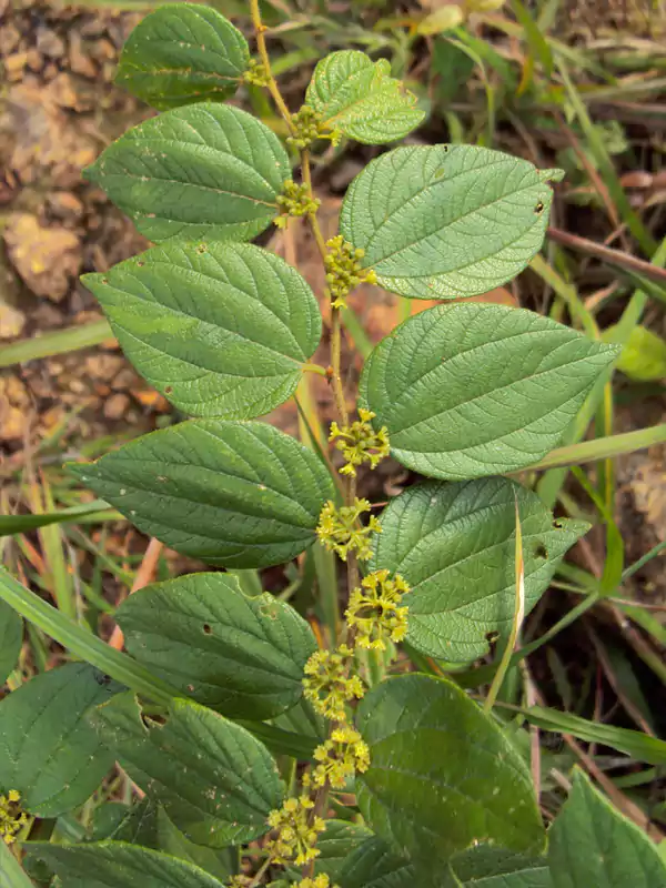 Ziziphus oenopolia