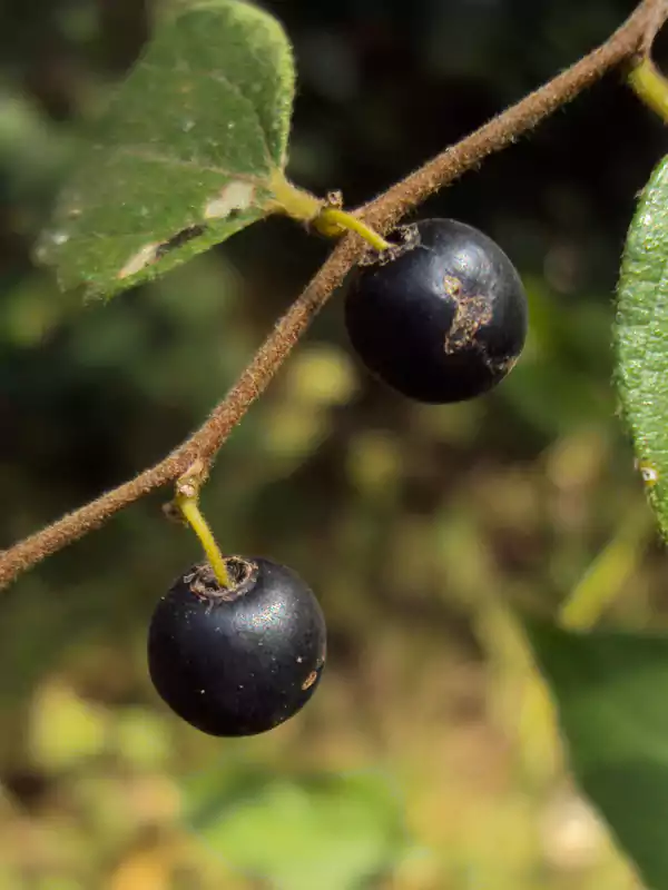 Ziziphus oenopolia